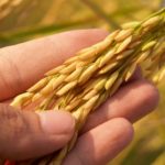 whole grains